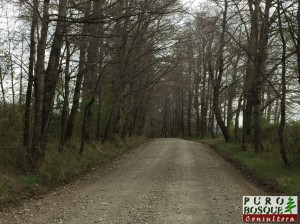 Camino en dirección a laguna Blanca