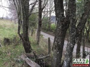 Vista de la Vegetación Nativa de la Parcela y Camino Publico en excelente estado todo el año